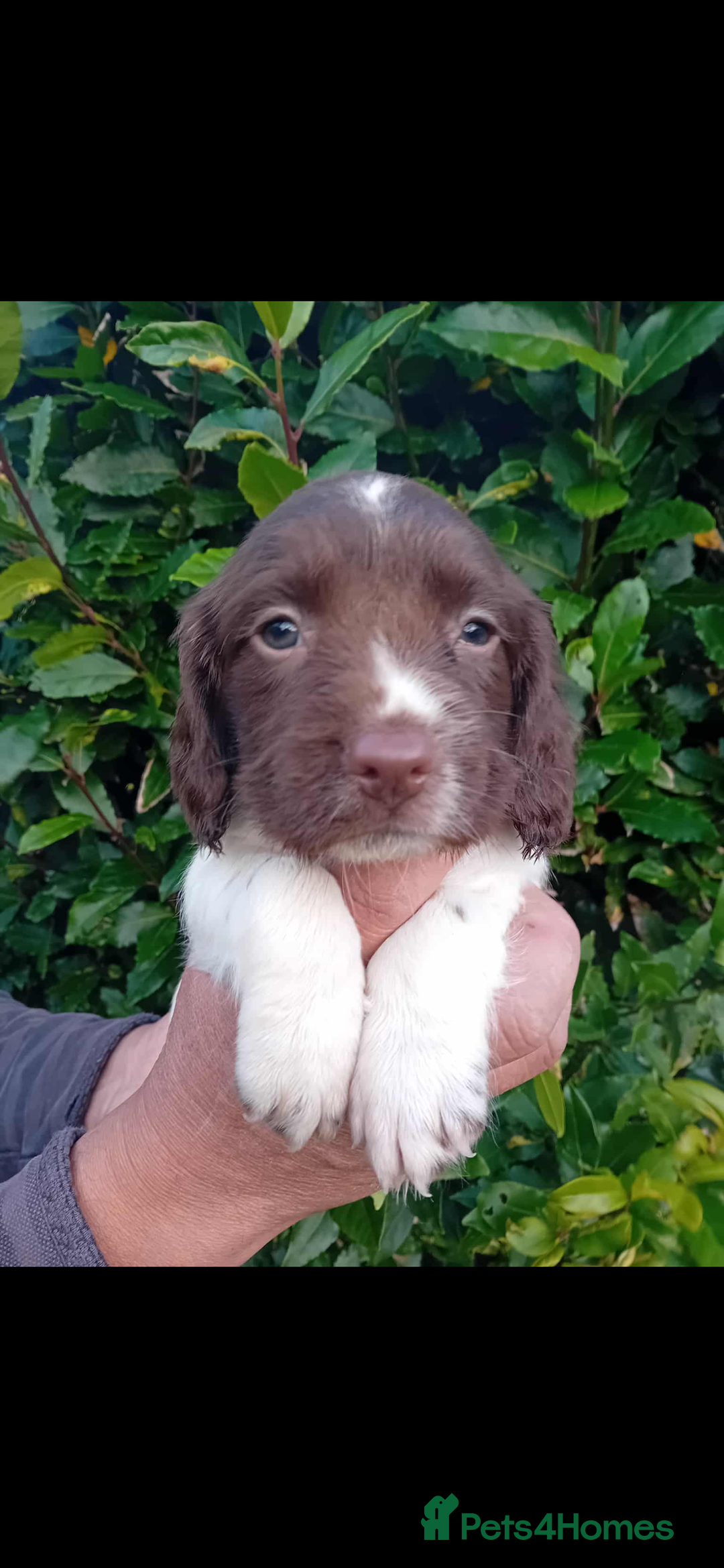 English Springer Spaniel dogs for sale: 2 English springer spaniel bitches  - Image 3