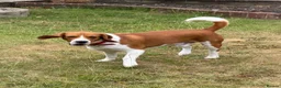 Beagle dogs for sale: Teo needs a forever home - Advert 2