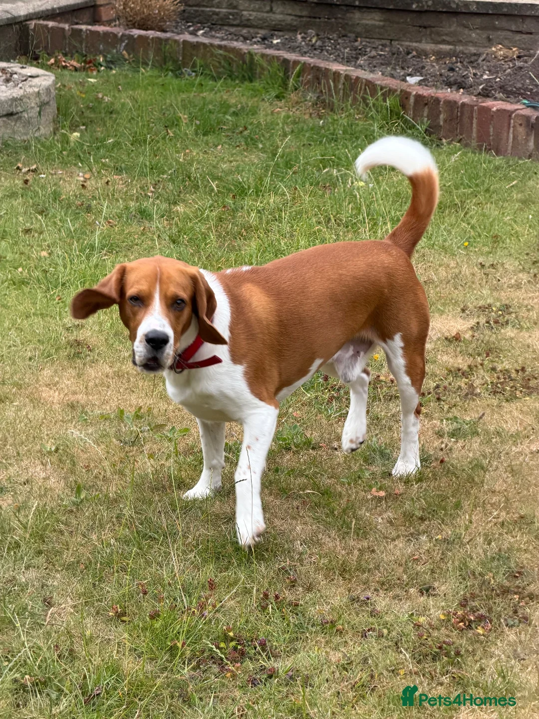 Beagle dogs for sale: Teo needs a forever home - Advert 2
