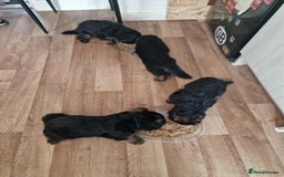German Shepherd dogs for sale: For sale - Image 2