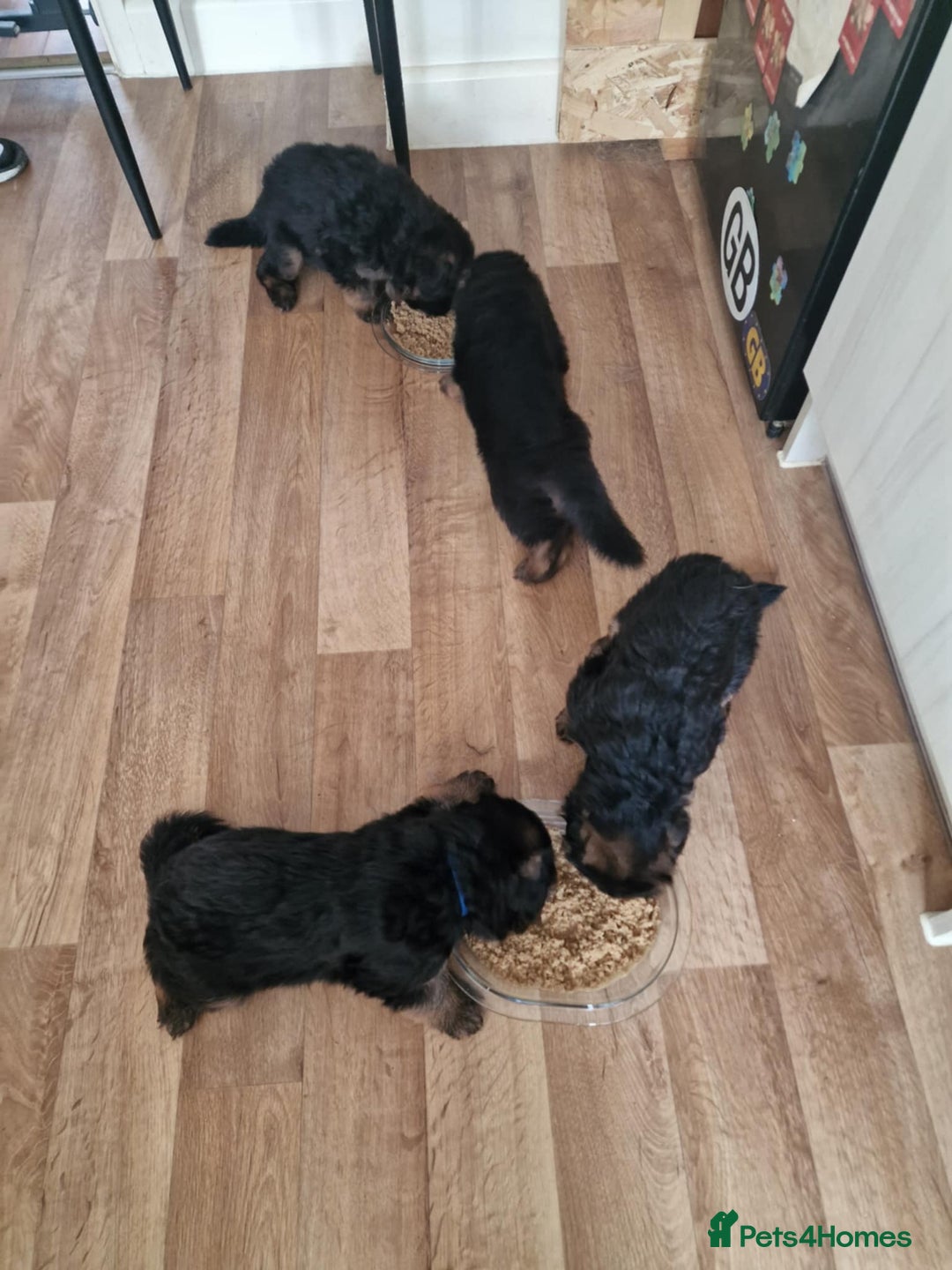 German Shepherd dogs for sale: For sale - Image 2
