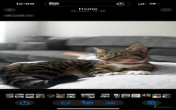 Mixed Breed cats for sale: Rehome for cats  - Image 8