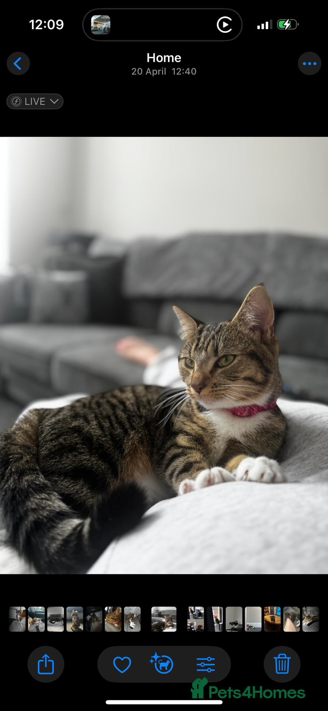 Mixed Breed cats for sale: Rehome for cats  - Image 8