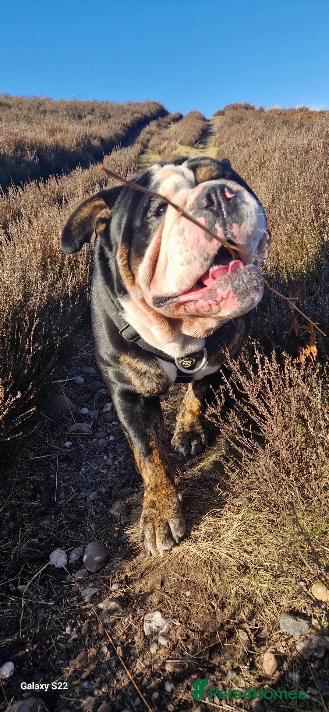 Olde English Bulldogge dogs for stud: Olde English Bulldogge (Black, white and brindle) - Image 10