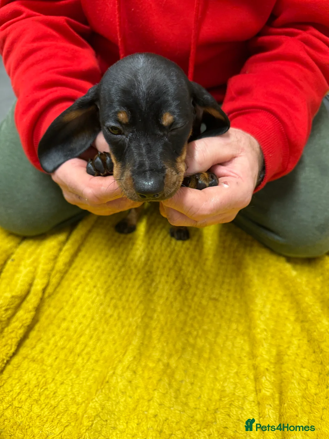 Dachshund dogs for sale: Dachshund girls for sale - Advert 9