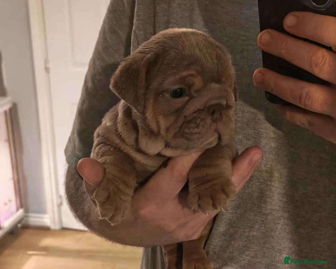 English Bulldog dogs for sale: English bulldog  - Advert 12