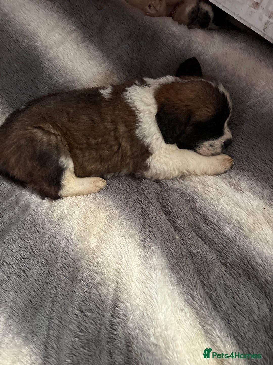 Saint Bernard dogs for sale: Saint Bernard  - Image 12