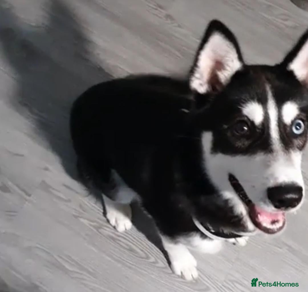 Siberian Husky dogs Female Siberian Husky - 8 Months Old - Advert 1