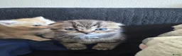 Scottish Fold cats for sale: Scottish Fold kittens in Fort William - Advert 5