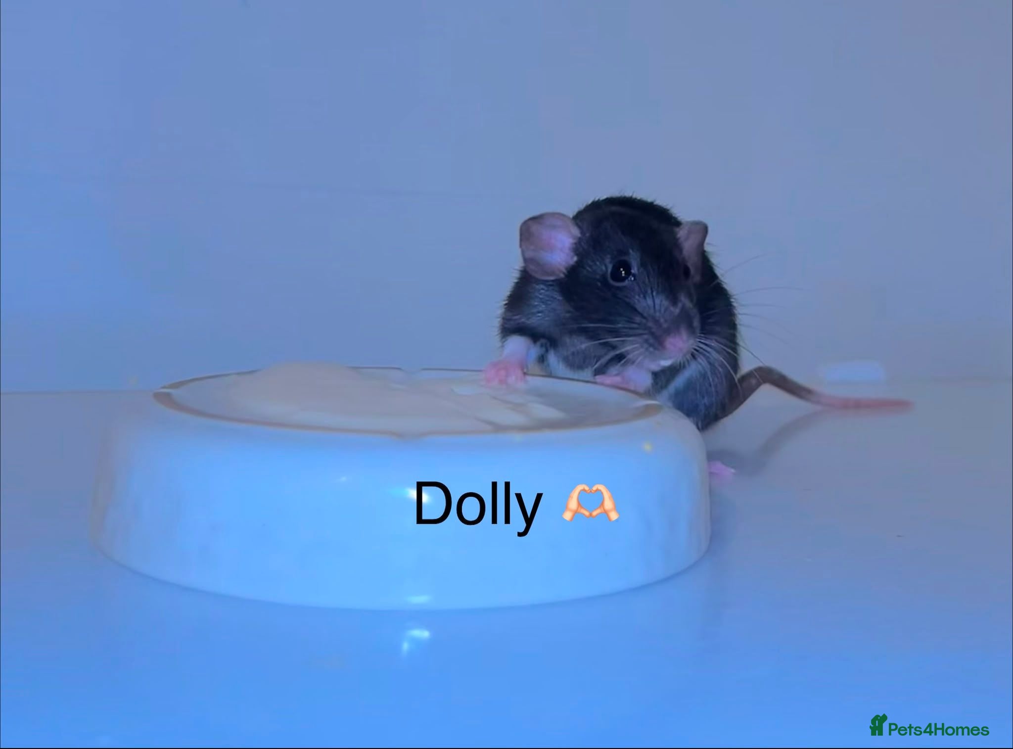 Rat rodents for sale: Beautiful baby rats  - Advert 1
