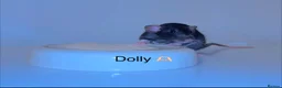 Rat rodents for sale: Beautiful baby rats  in Chelmsford - Advert 1