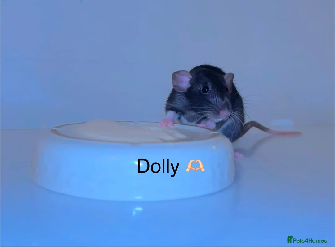 Rat rodents for sale: Beautiful baby rats  in Chelmsford - Advert 1