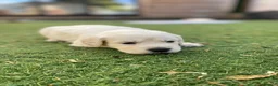 Golden Retriever dogs for sale: ⭐ KC Registered Golden Retriever Puppies ⭐️  - Advert 5
