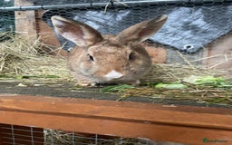 Mixed Breed rabbits for sale: Baby Rabbits and a Mama & female baby.  - Image 10