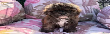 Shihpoo 2
