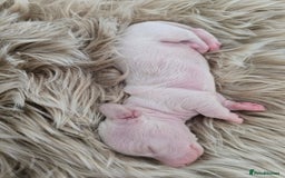 Miniature Dachshund dogs for sale: Miniature cream dachshund - Image 33
