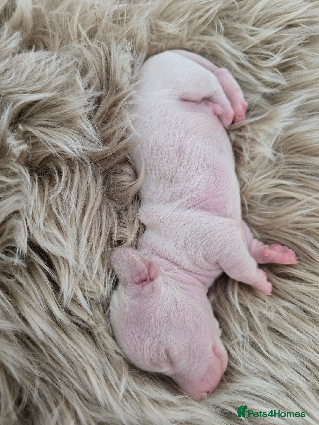Miniature Dachshund dogs for sale: Miniature cream dachshund - Image 33