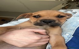 Mixed Breed dogs for sale: 1 girl left 8 weeks  in Billingham - Image 6