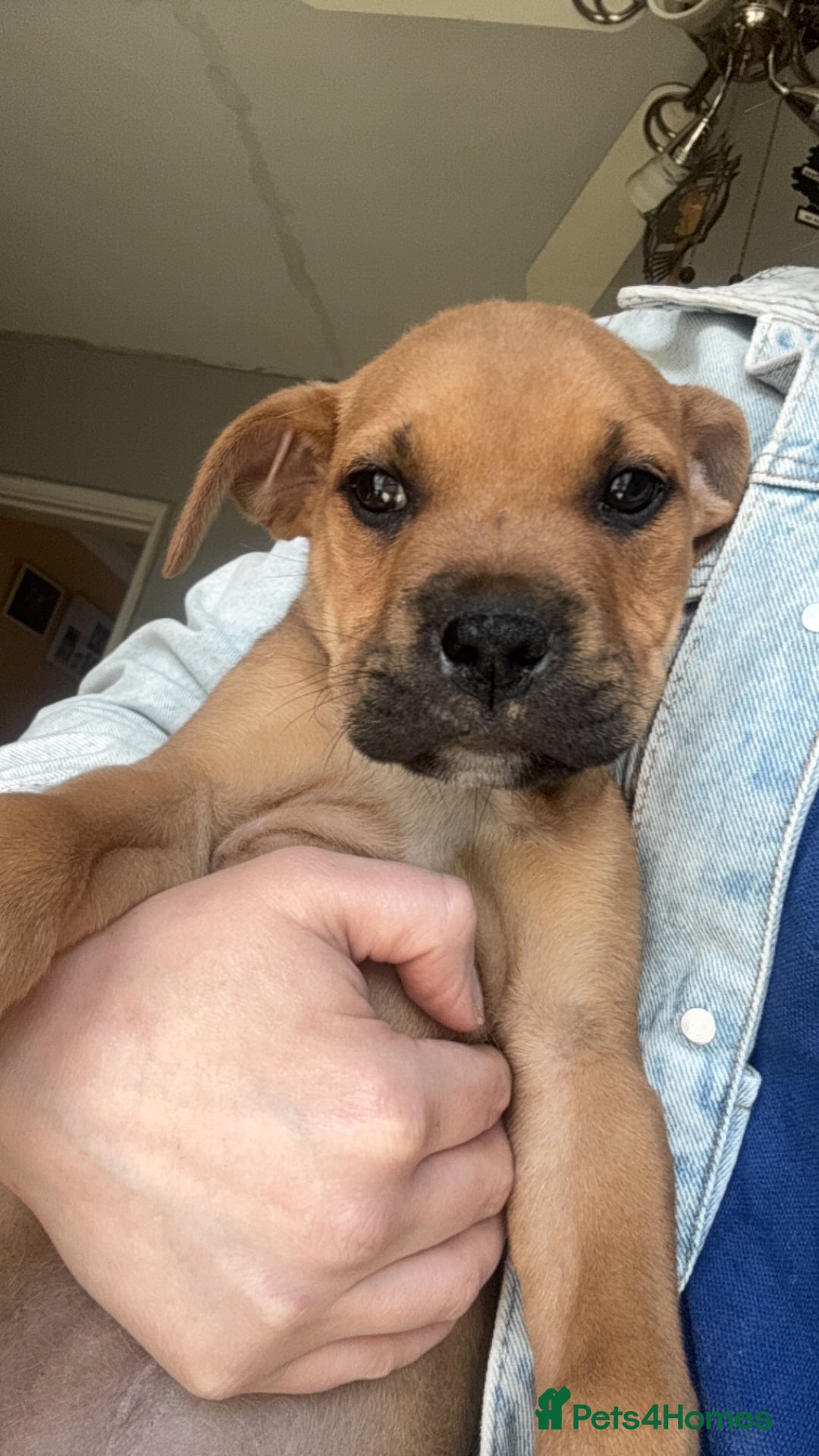 Mixed Breed dogs for sale: 1 girl left 8 weeks  in Billingham - Image 6