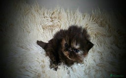 Persian cats for sale: Beautiful and Rare Purebred Persian Kittens - Image 4