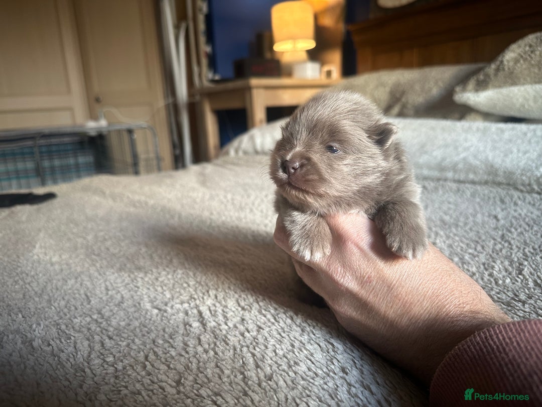 Pomeranian dogs for sale: Outstanding Quality Pomeranian  - Image 9