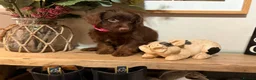 Jackapoo dogs for sale: *** Stunning Jackapoos Ready Now - Advert 8