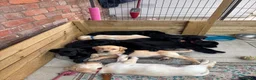 Labrador Retriever dogs for sale: Beautiful Labrador puppies ready THIS weekend - Advert 14