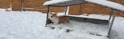 Welsh Corgi Pembroke dogs for sale: Exceptional Corgi Puppies ready now!!! - Advert 14