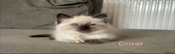 Ragdoll cats for sale: Ragdoll Kittens, Ready Now - Advert 4