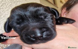 Labrador Retriever dogs for sale: Labrador Retriever Puppies - Image 6
