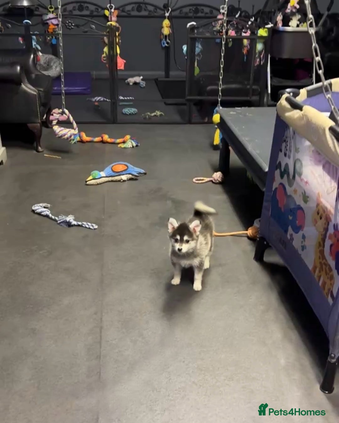 Pomsky dogs for sale: Stunning perfect husky markings f3 Pomsky puppies - Advert 7