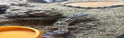 Leopard Gecko reptiles for sale: female leopard gecko in Horsham - Advert 3