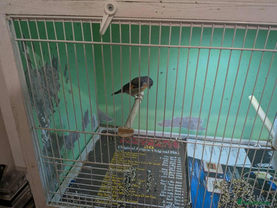 Finches birds for sale: Goldfinch cock siskin hen Goldy mule  in Peterborough - Advert 3