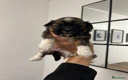 Lhasa Apso dogs for sale: Lhasa apso puppies  - Image 11