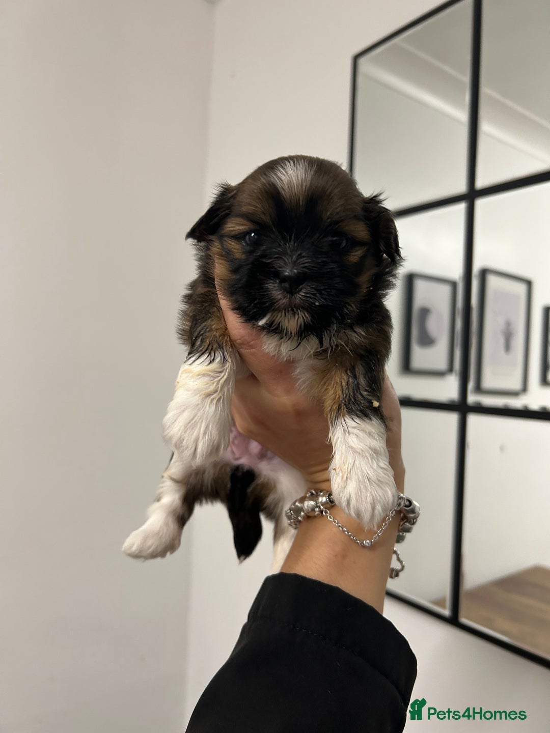 Lhasa Apso dogs for sale: Lhasa apso puppies  - Image 11