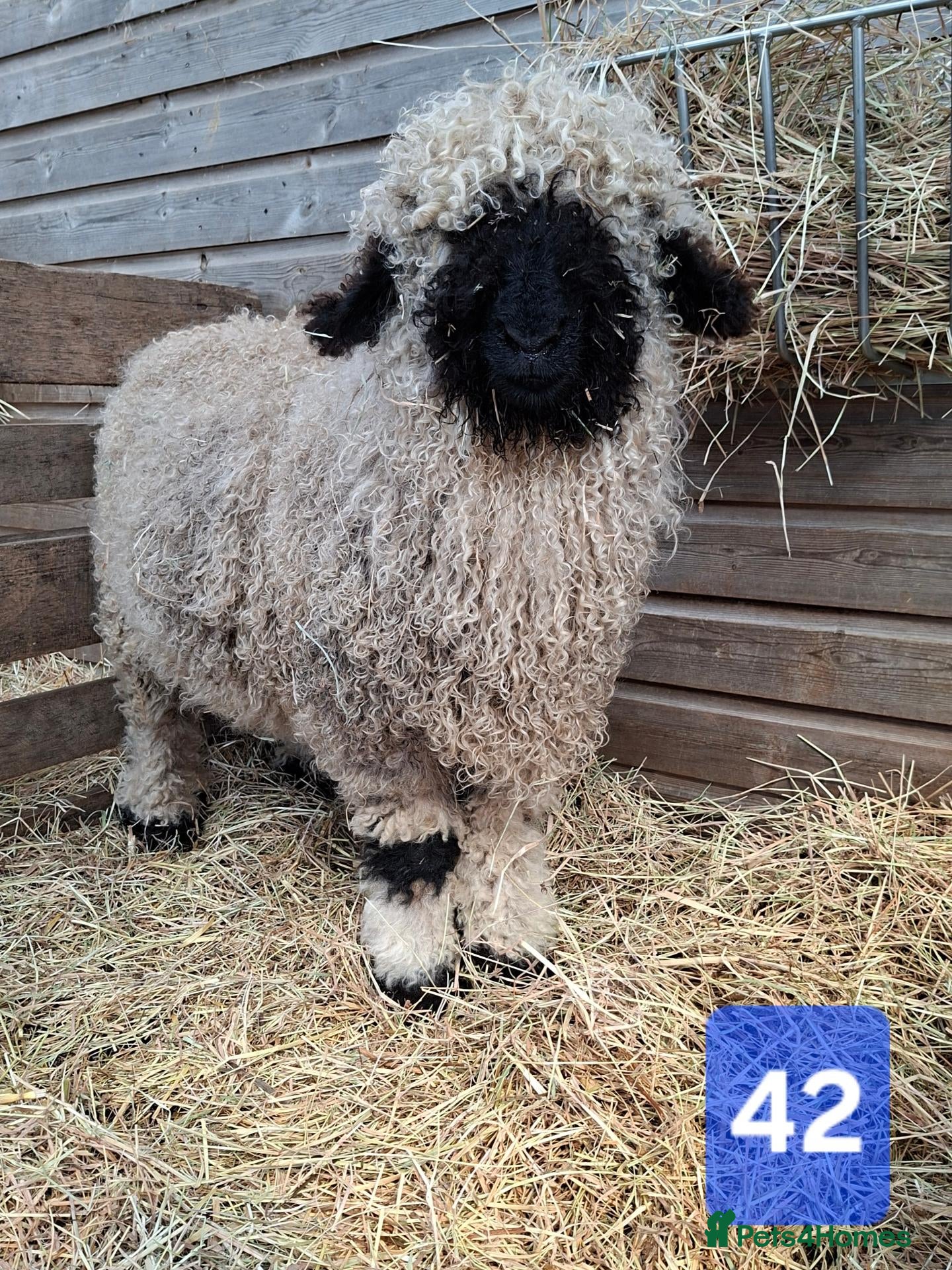 Sheep livestock Valais Blacknose Sheep, Lambs ewes & wethers - Advert 2