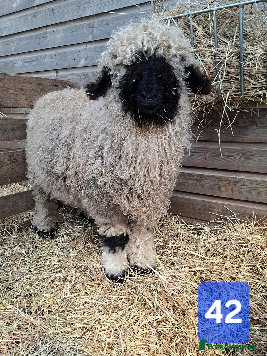 Sheep livestock for sale: Valais Blacknose Sheep, Lambs ewes & wethers - Advert 2