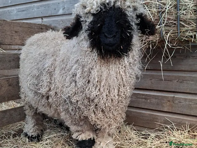 Sheep livestock for sale: Valais Blacknose Sheep, Lambs Wethers - Advert 2