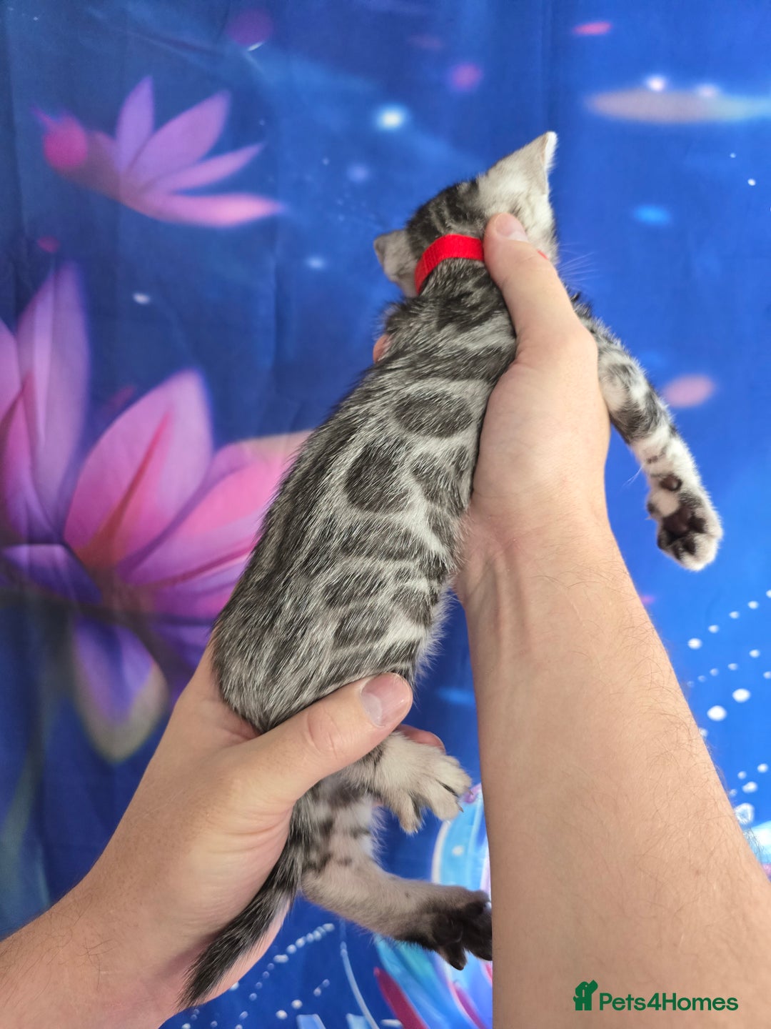 Bengal cats for sale: 3 exquisite Tica registered bengals  - Image 7