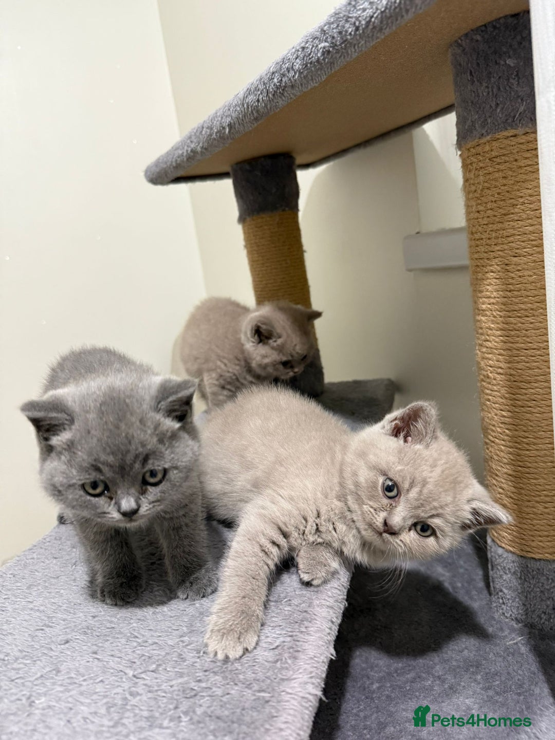 British Shorthair cats for sale: British shorthair kitten - Advert 8