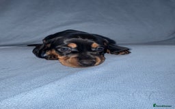 Mixed Breed dogs for sale: Docker - miniature daschund X American cocker  - Image 11