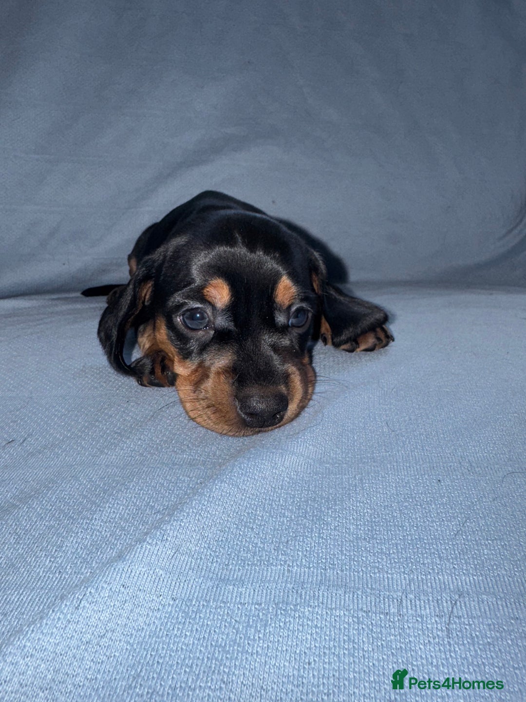 Mixed Breed dogs for sale: Docker - miniature daschund X American cocker  - Image 11