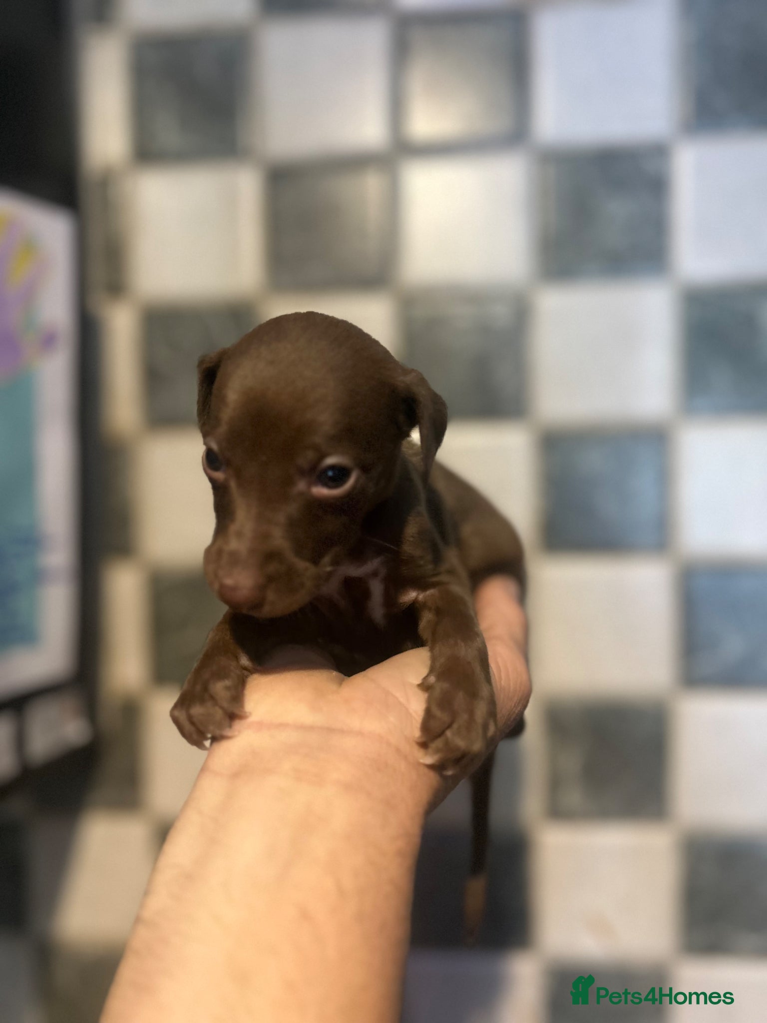 Mixed Breed dogs for sale: 11 gorgeous bedlington whippet pups  - Advert 10