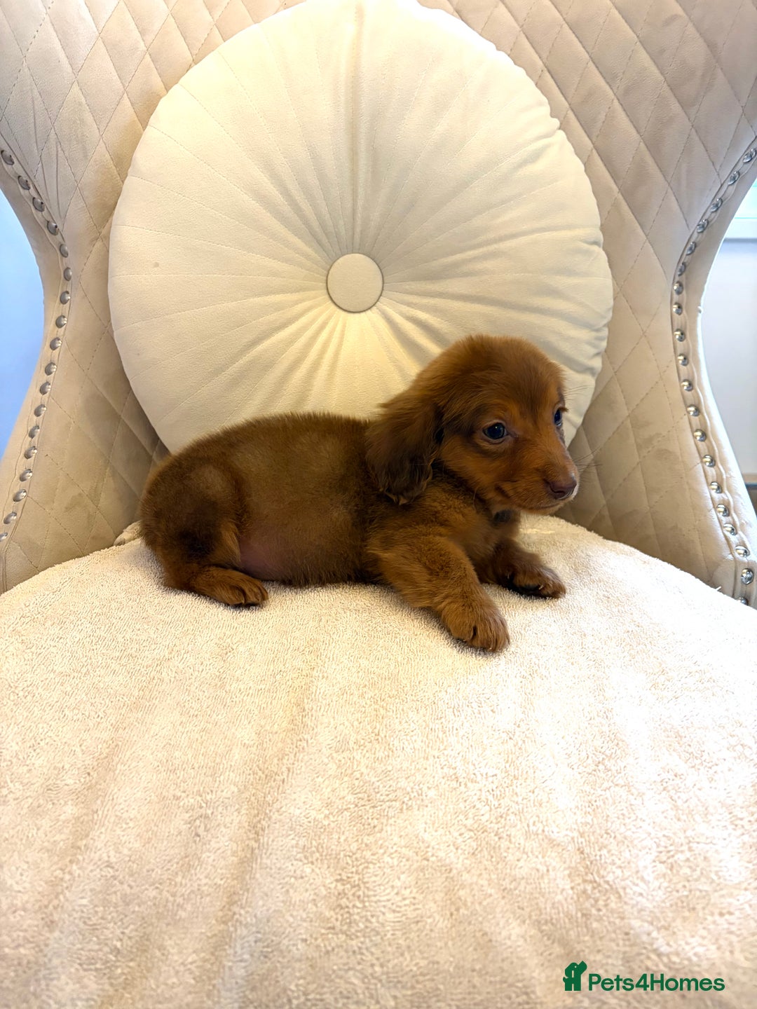 Miniature Dachshund dogs for sale: Dachshund puppy only 1 Boy still available  - Advert 4