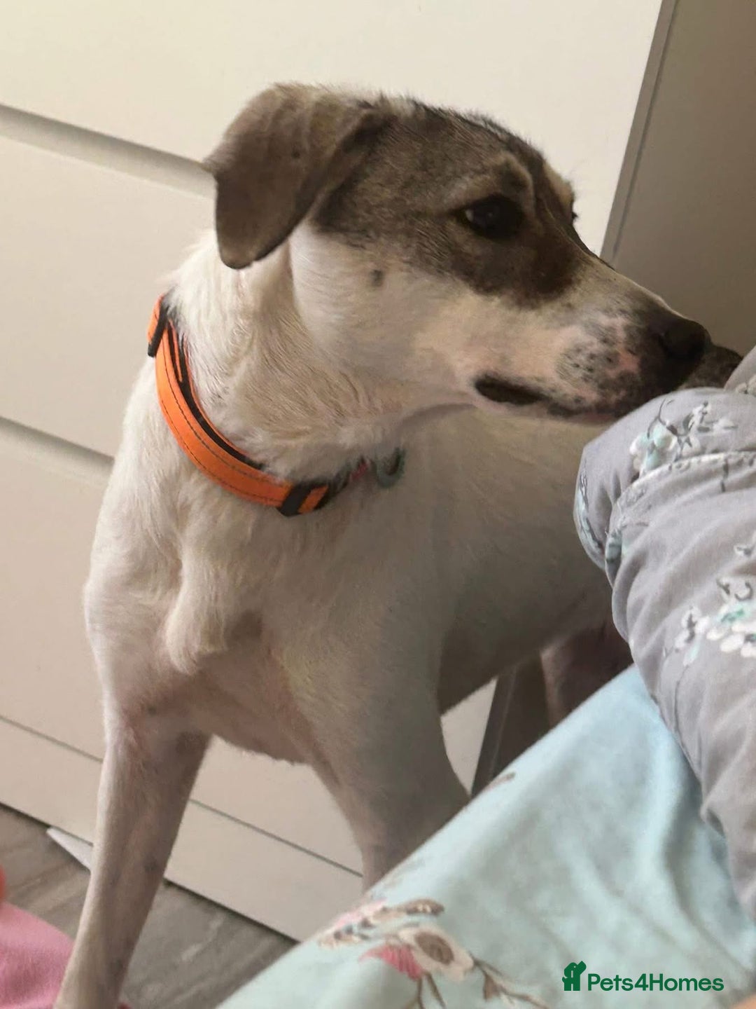 Mixed Breed dogs for adoption: Lotty (2) Norwich Norfolk  - Image 17