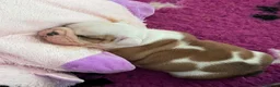 English Bulldog dogs for sale: 😍 Beautiful English Bulldog puppies 🥰 - Advert 8