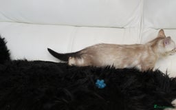 Bengal cats for sale: Beautiful Bengal kittens - Image 19