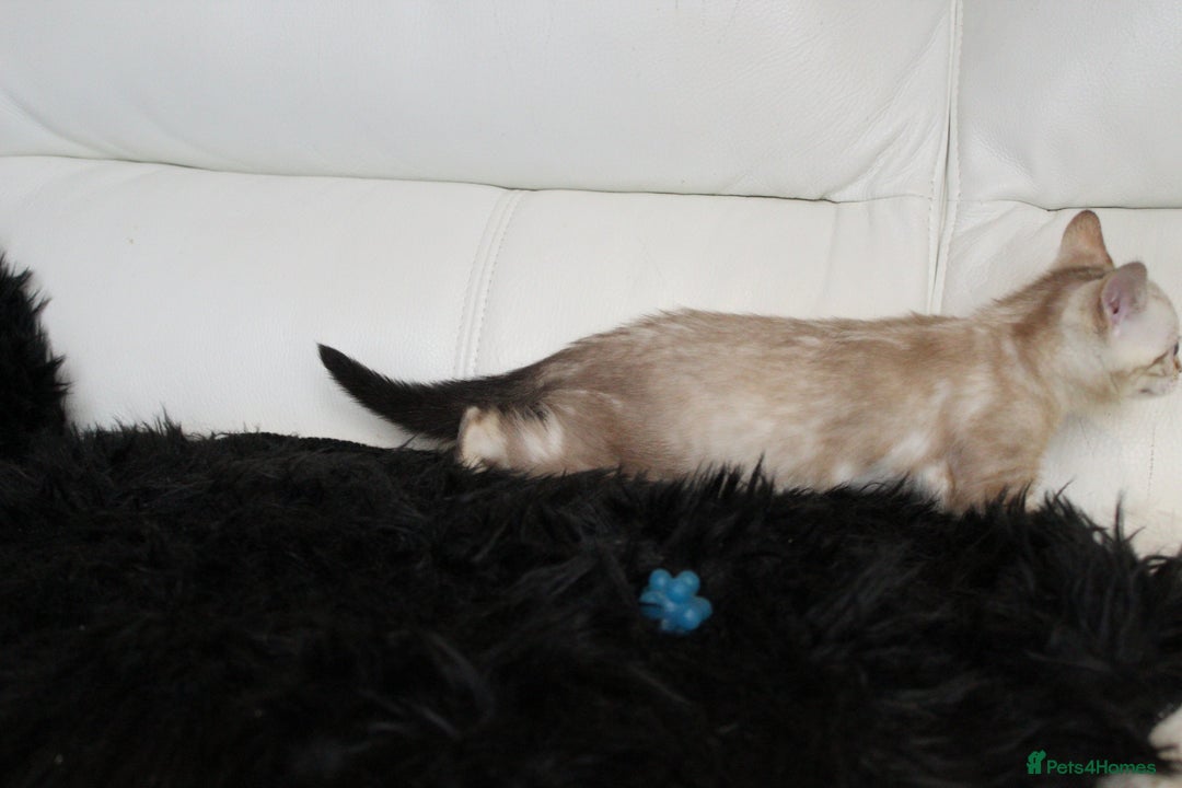 Bengal cats for sale: Beautiful Bengal kittens - Image 19