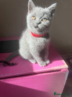 British Shorthair cats - Advert 13