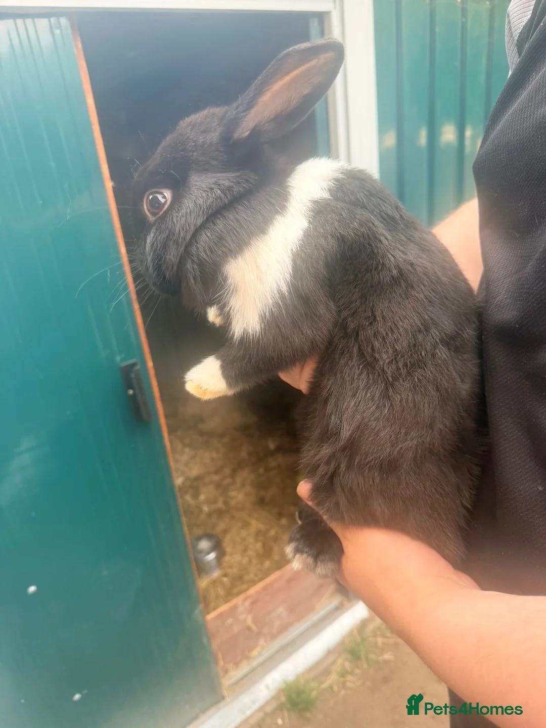 Dutch rabbits for sale: Dutch rabbits  in Selby - Advert 2